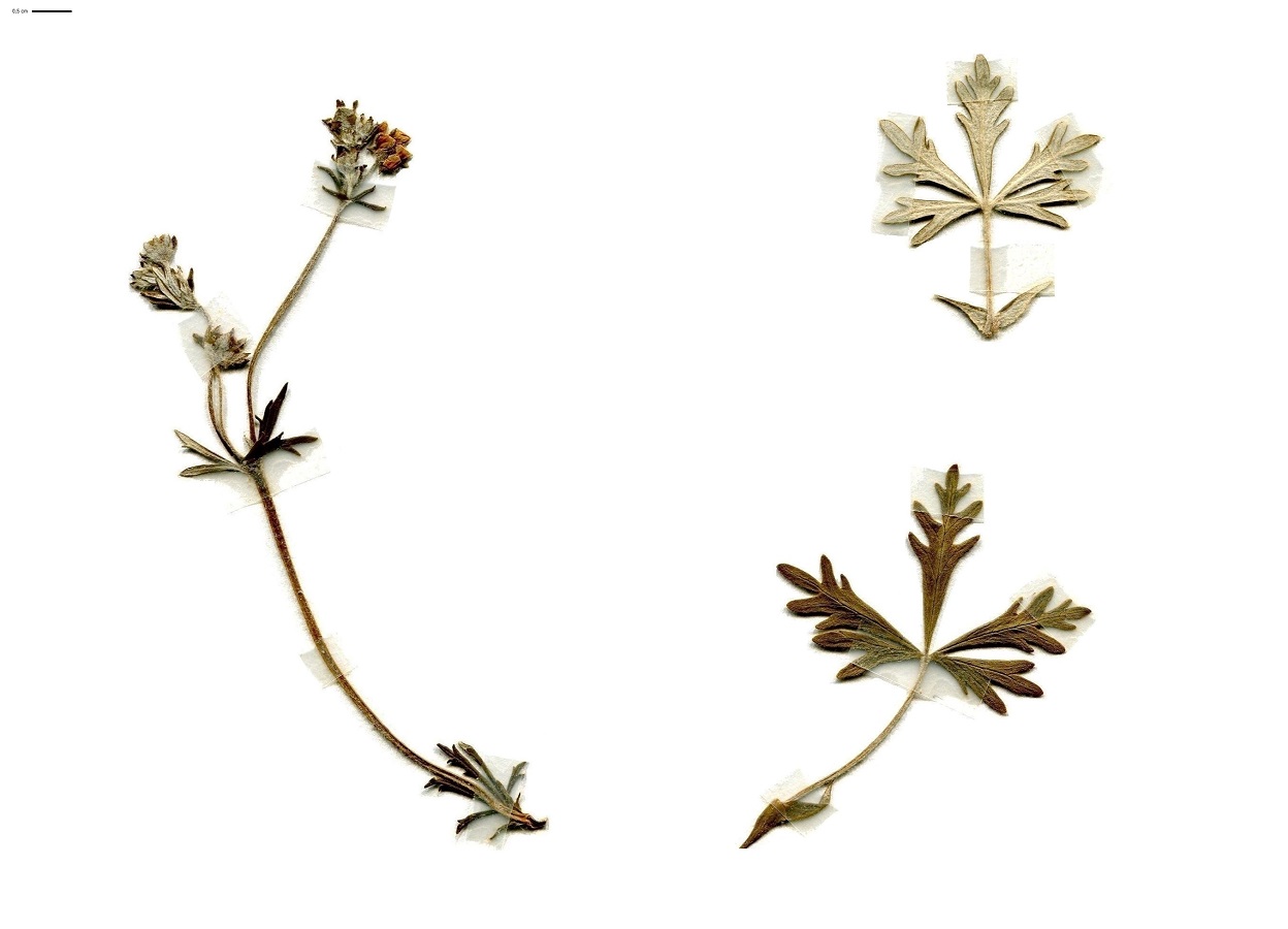 Potentilla neglecta (Rosaceae)
